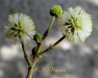  Flower heads
